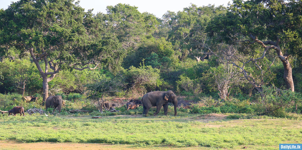 Elephants at Yala